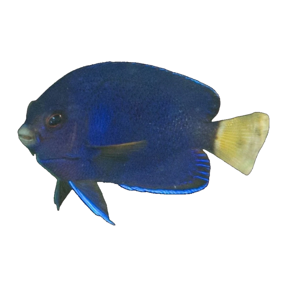 Blue Pygmy Angelfish | Centropyge flavicauda