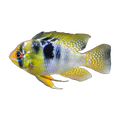 Blue Ram (Mikrogeophagus ramirezi), side profile facing right