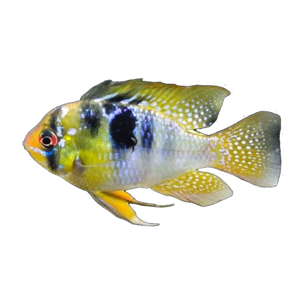 Blue Ram (Mikrogeophagus ramirezi), side profile facing right