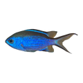 Blue Reef Chromis | Chromis cyaneus