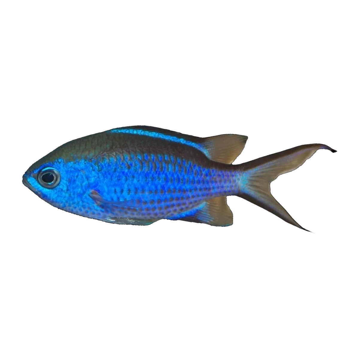 Blue Reef Chromis | Chromis cyaneus