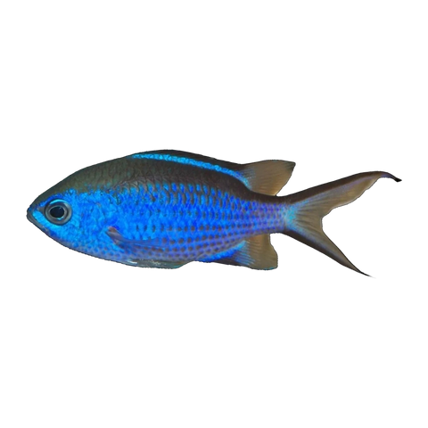Blue Reef Chromis | Chromis cyaneus