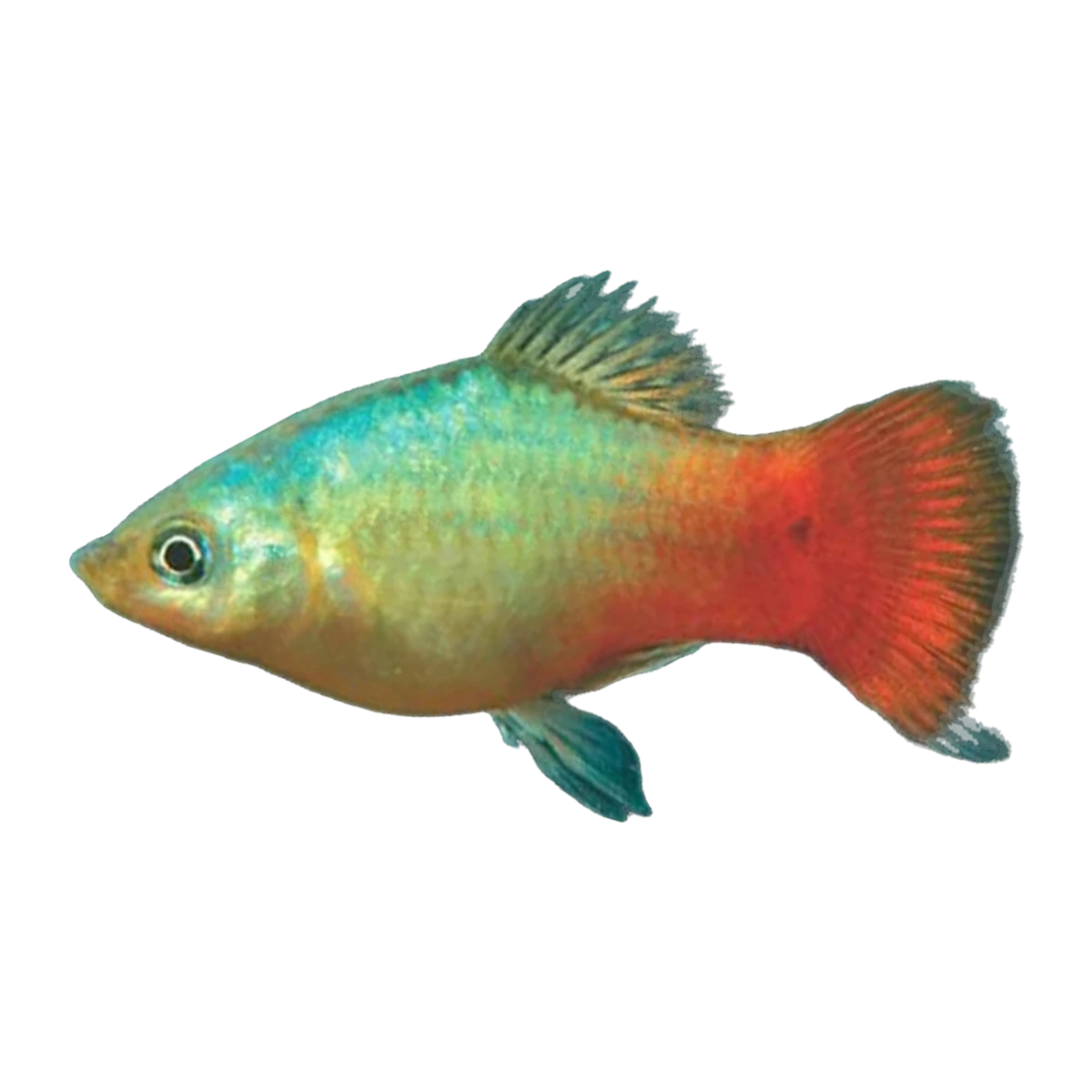 Blue Reef Platy | Xiphophorus maculatus