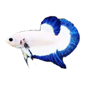 Blue Rimmed Betta Female | Betta splendens