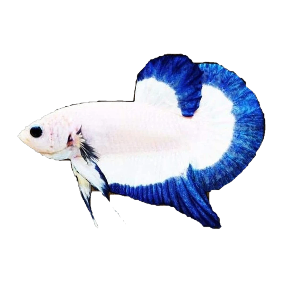 Blue Rimmed Betta Female | Betta splendens