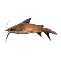 Blue Salmontail Catfish (Neoarius graeffei), side profile facing right