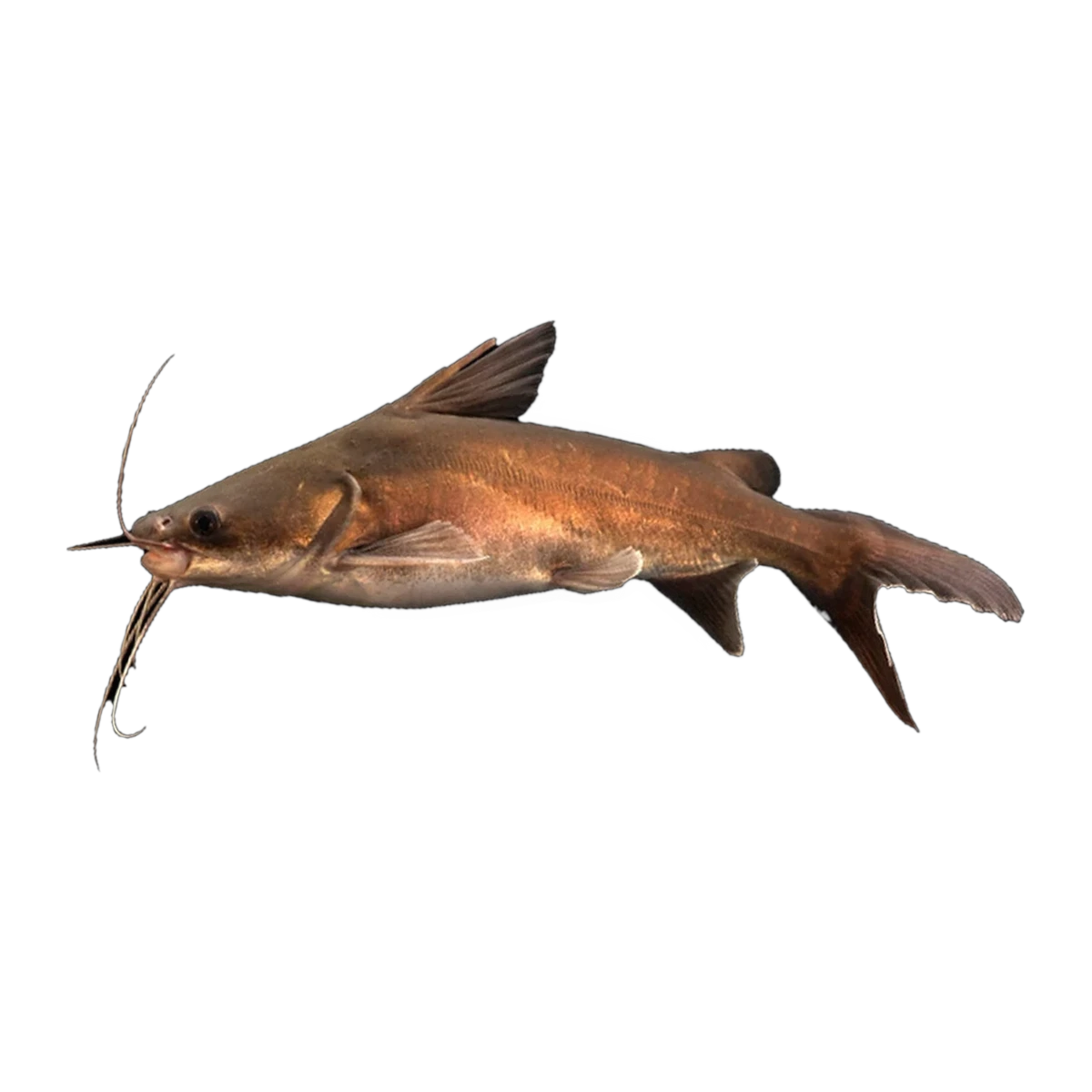 Blue Salmontail Catfish (Neoarius graeffei), side profile facing right