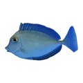 Blue Spine Unicorn Tang | Naso unicornis
