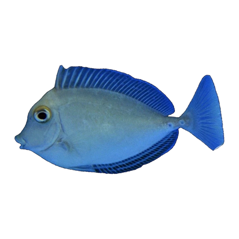 Blue Spine Unicorn Tang | Naso unicornis