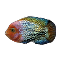 Blue Spot Synspilum | Vieja melanura