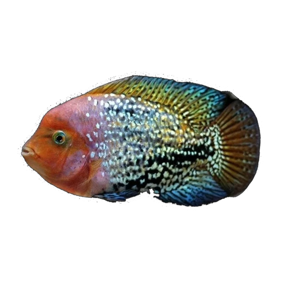 Blue Spot Synspilum | Vieja melanura
