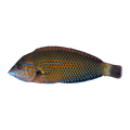 Blue Spotted Wrasse | Anampses caeruleopunctatus