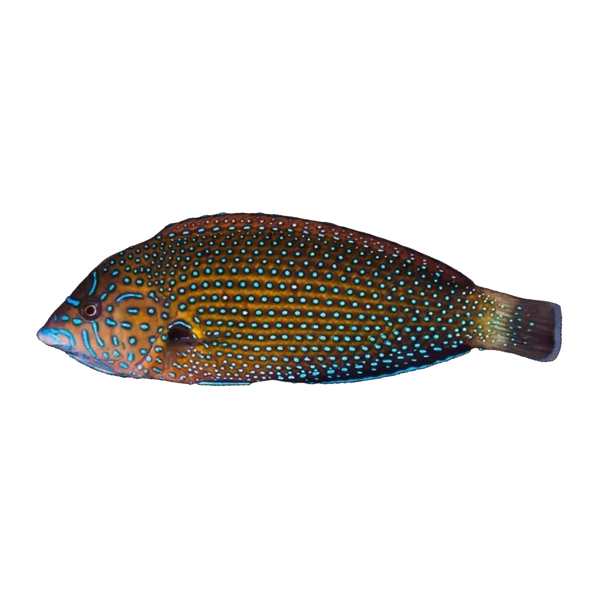 Blue Spotted Wrasse | Anampses caeruleopunctatus