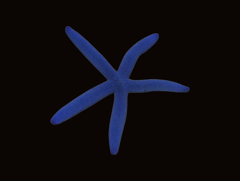 Blue Linckia Sea Star | Linckia laevigata