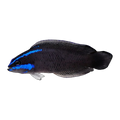 Blue Stripe Dottyback | Pseudochromis springeri