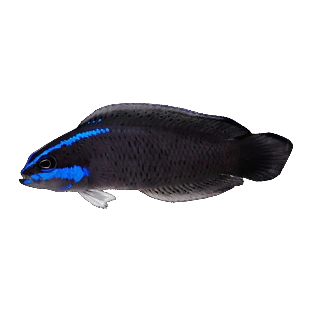 Blue Stripe Dottyback | Pseudochromis springeri
