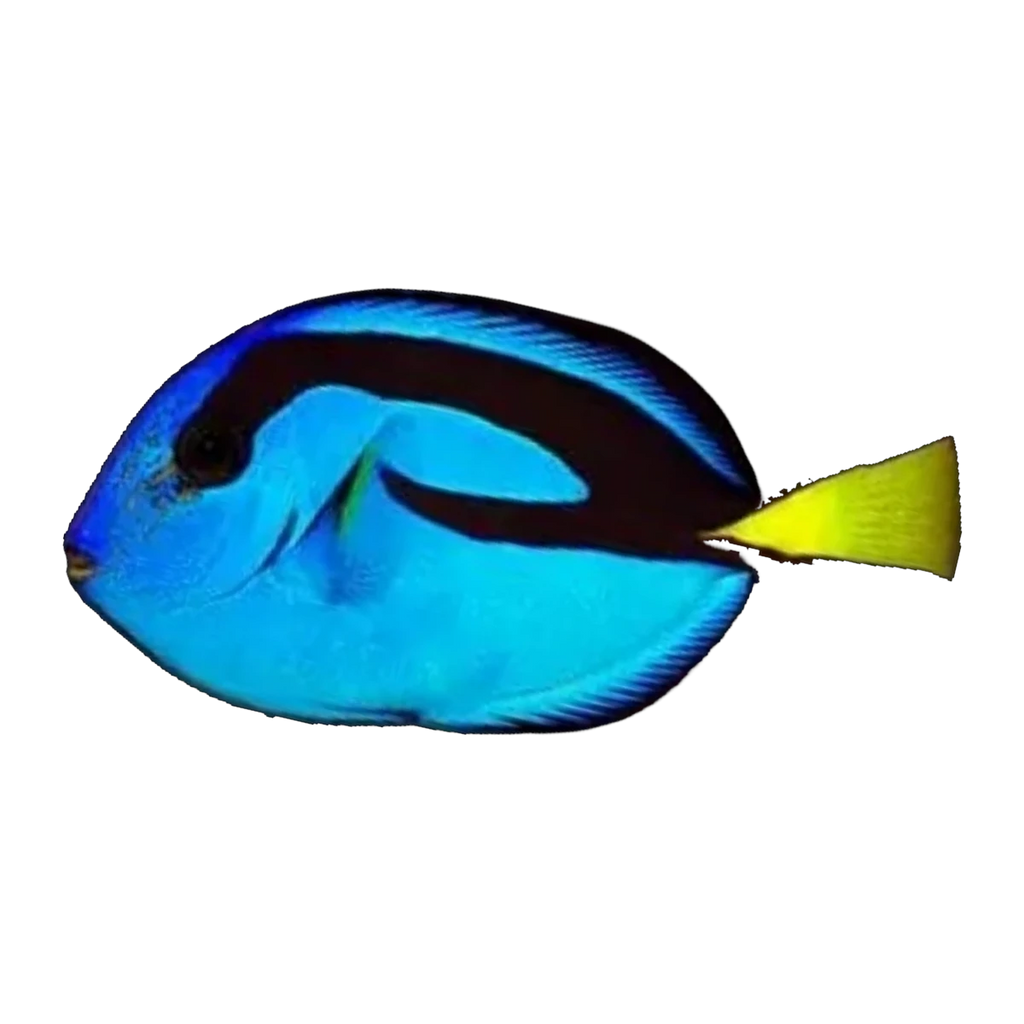 Blue Tang | Paracanthurus hepatus