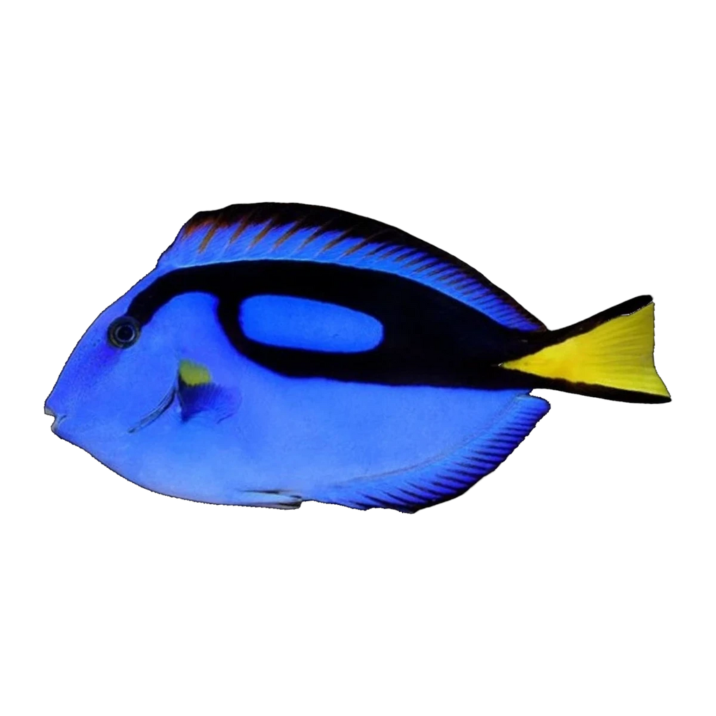 Blue Tang | Paracanthurus hepatus