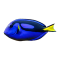 Blue Tang Jumbo | Paracanthurus hepatus