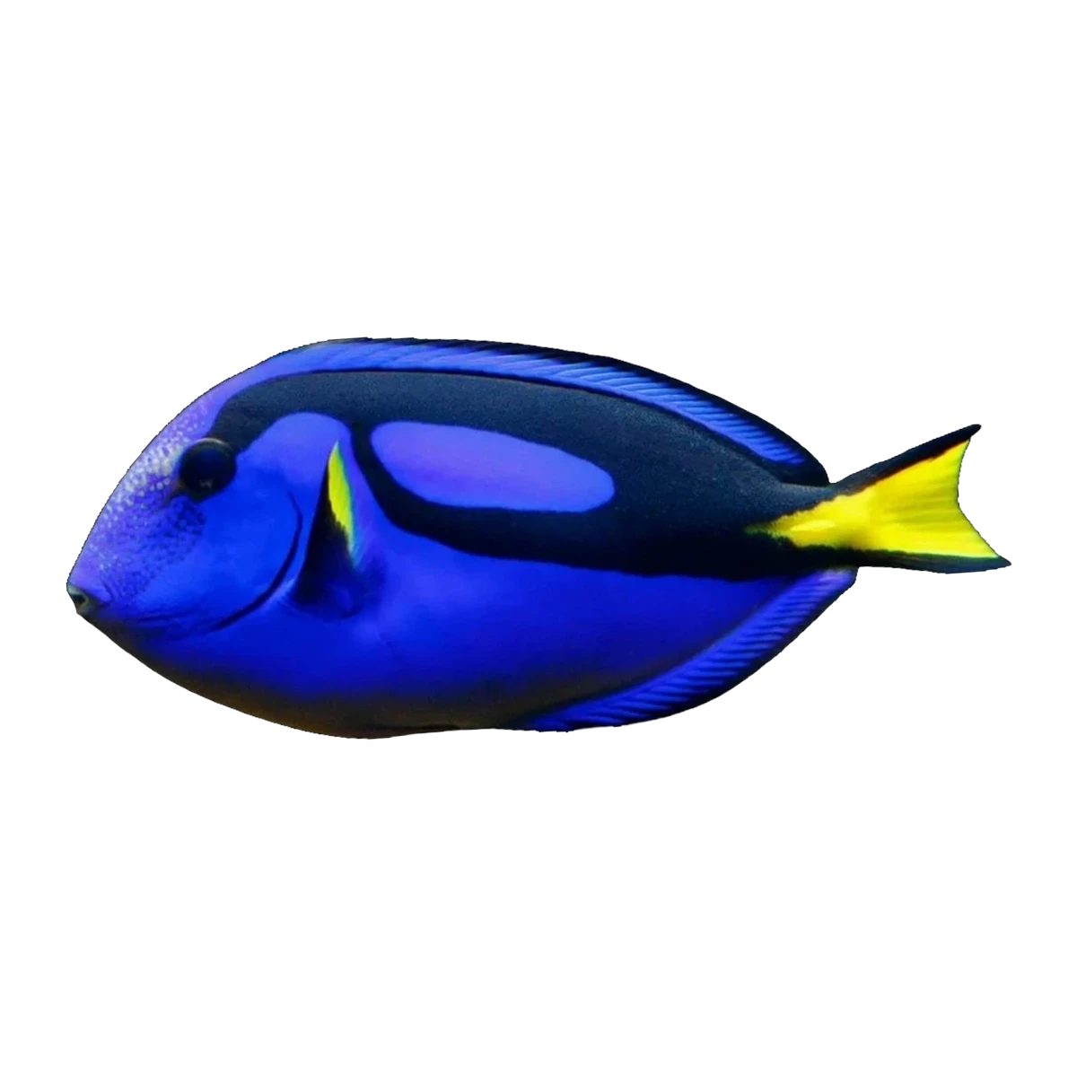 Blue Tang Jumbo | Paracanthurus hepatus