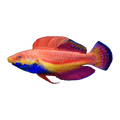 Blue Throat Fairy Wrasse | Cirrhilabrus cyanogularis