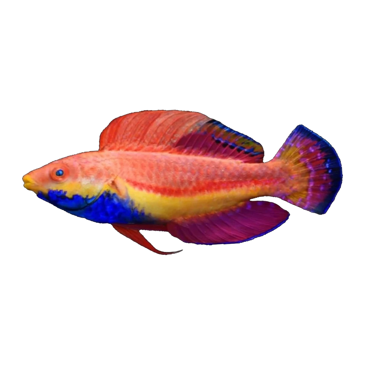 Blue Throat Fairy Wrasse | Cirrhilabrus cyanogularis