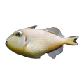 Blue Throat Triggerfish Female | Xanthichthys auromarginatus
