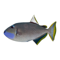 Blue Throat Triggerfish Male | Xanthichthys auromarginatus