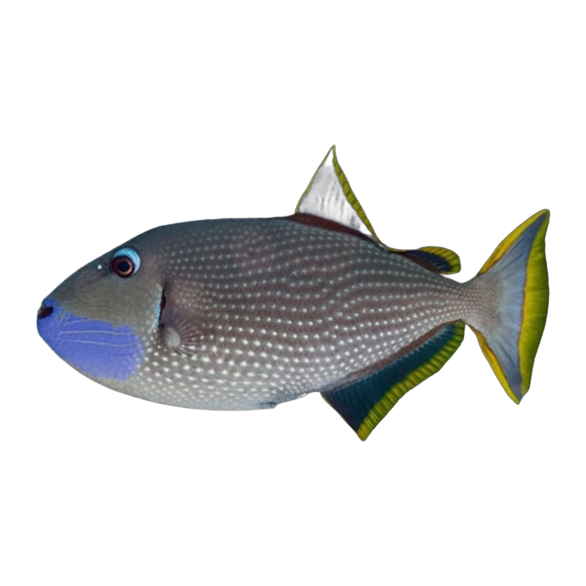 Blue Throat Triggerfish Male | Xanthichthys auromarginatus