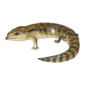 Blue-tongue Skink | Tiliqua scincoides scincoides