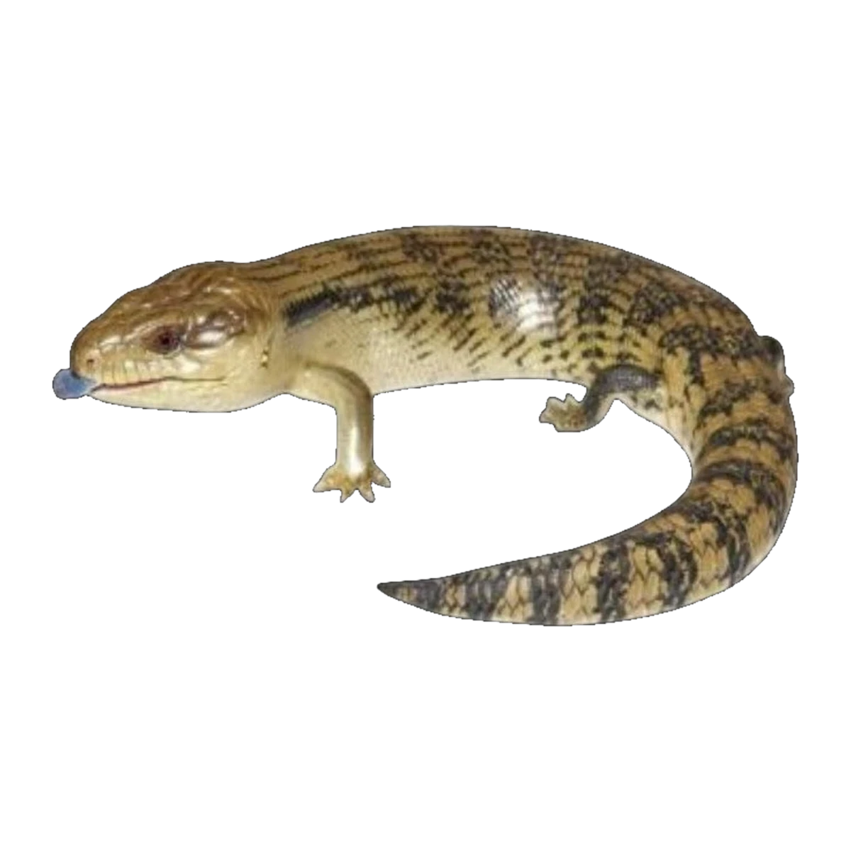 Blue-tongue Skink | Tiliqua scincoides scincoides
