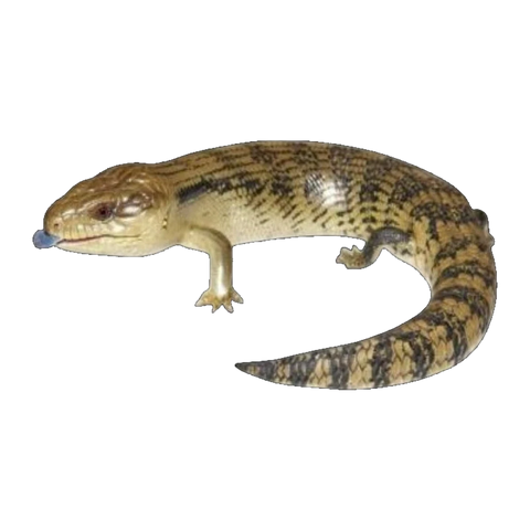 Blue-tongue Skink | Tiliqua scincoides scincoides