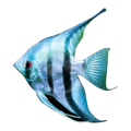 Blue Zebra Angelfish