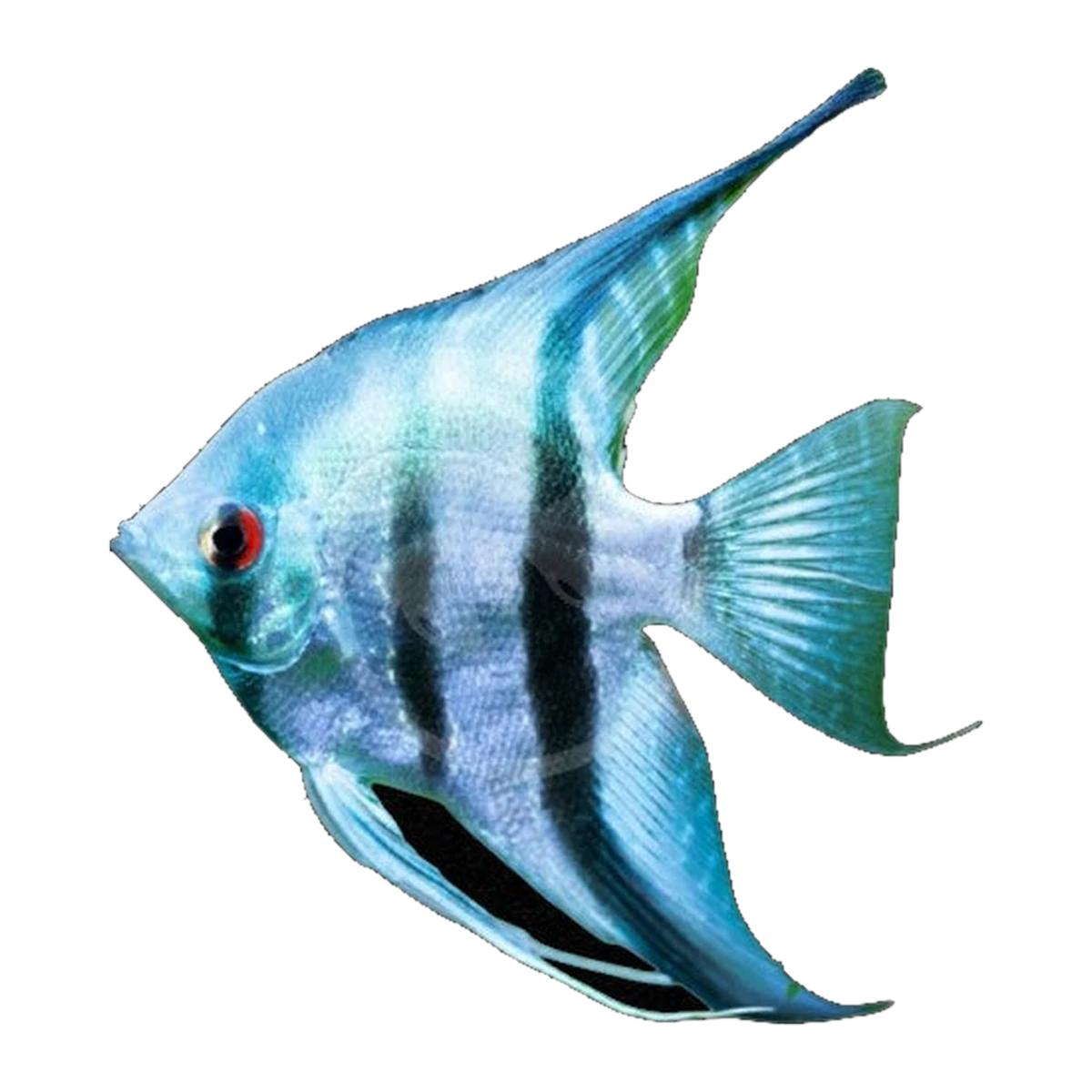 Blue Zebra Angelfish