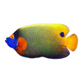 Blueface Angelfish Adult | Pomacanthus xanthometopon