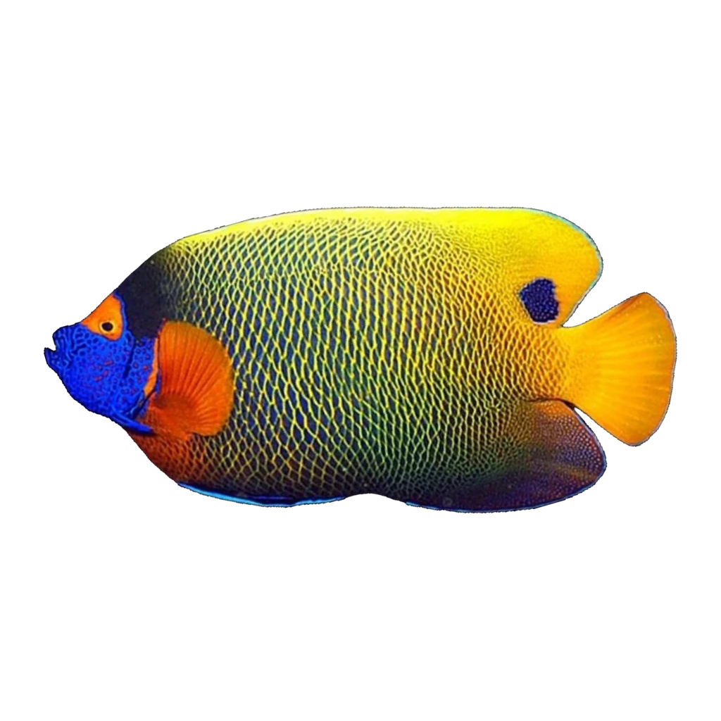Blueface Angelfish Adult | Pomacanthus xanthometopon