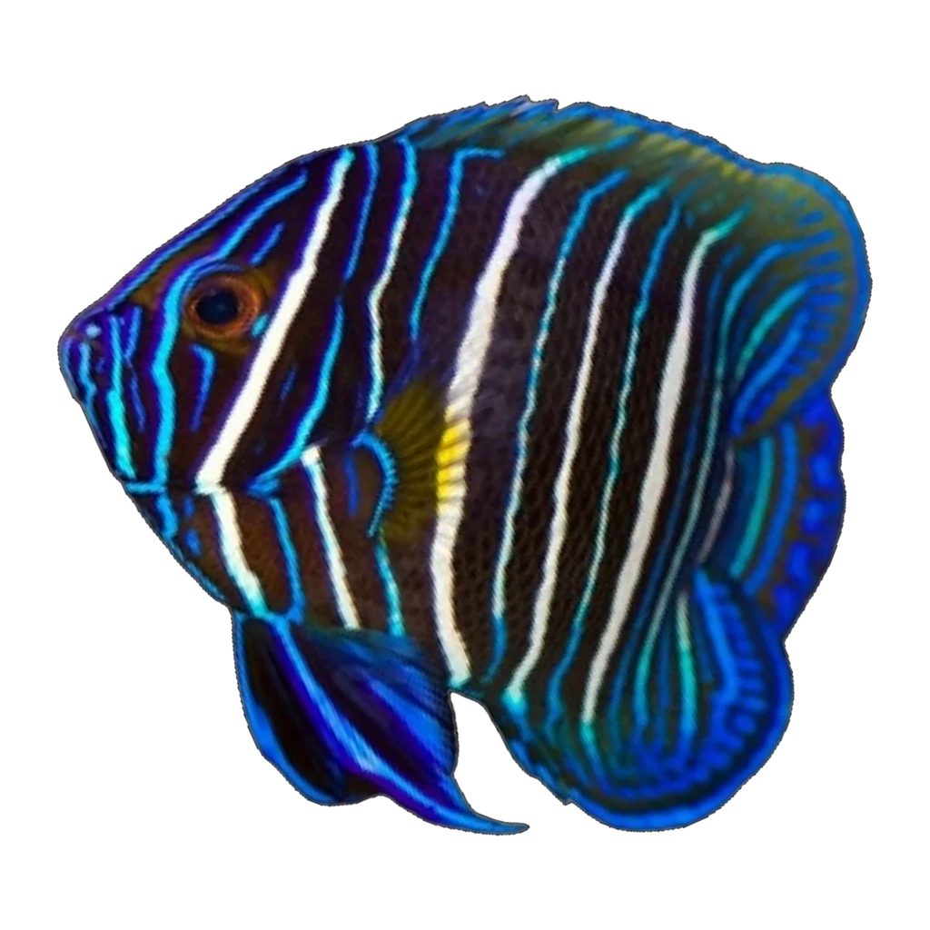 Blueface Angelfish juvenile | Pomacanthus xanthometopon