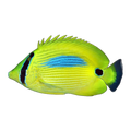 Bluespot Butterflyfish | Chaetodon plebeius