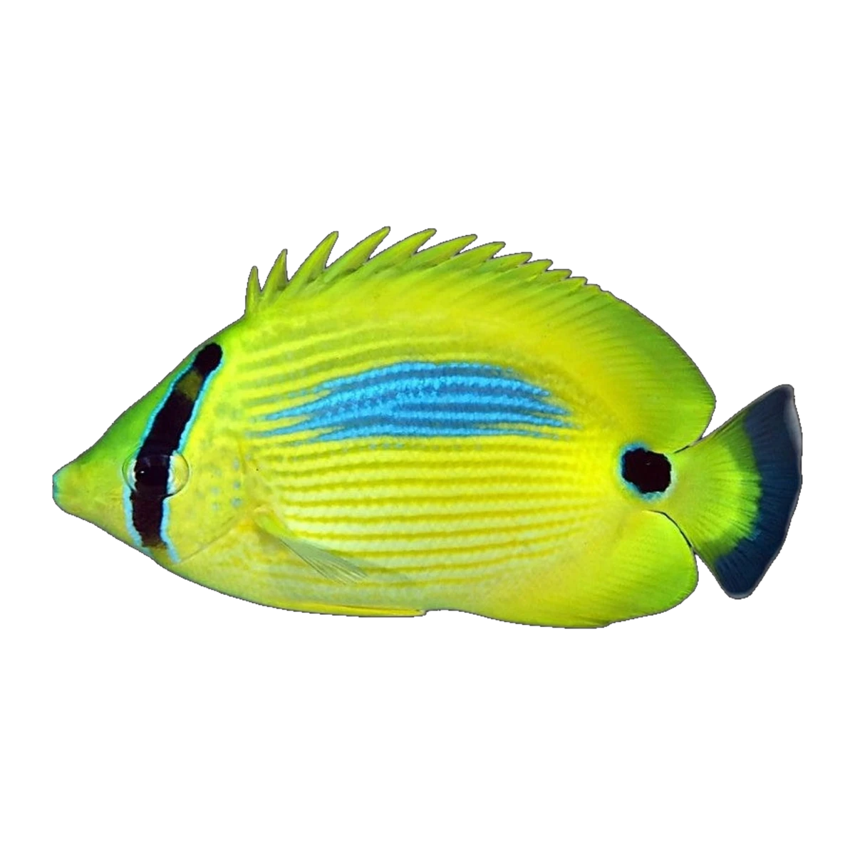 Bluespot Butterflyfish | Chaetodon plebeius