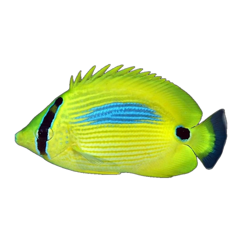 Bluespot Butterflyfish | Chaetodon plebeius