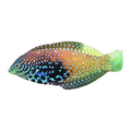 Bluestar Leopard Wrasse | Macropharyngodon bipartitus