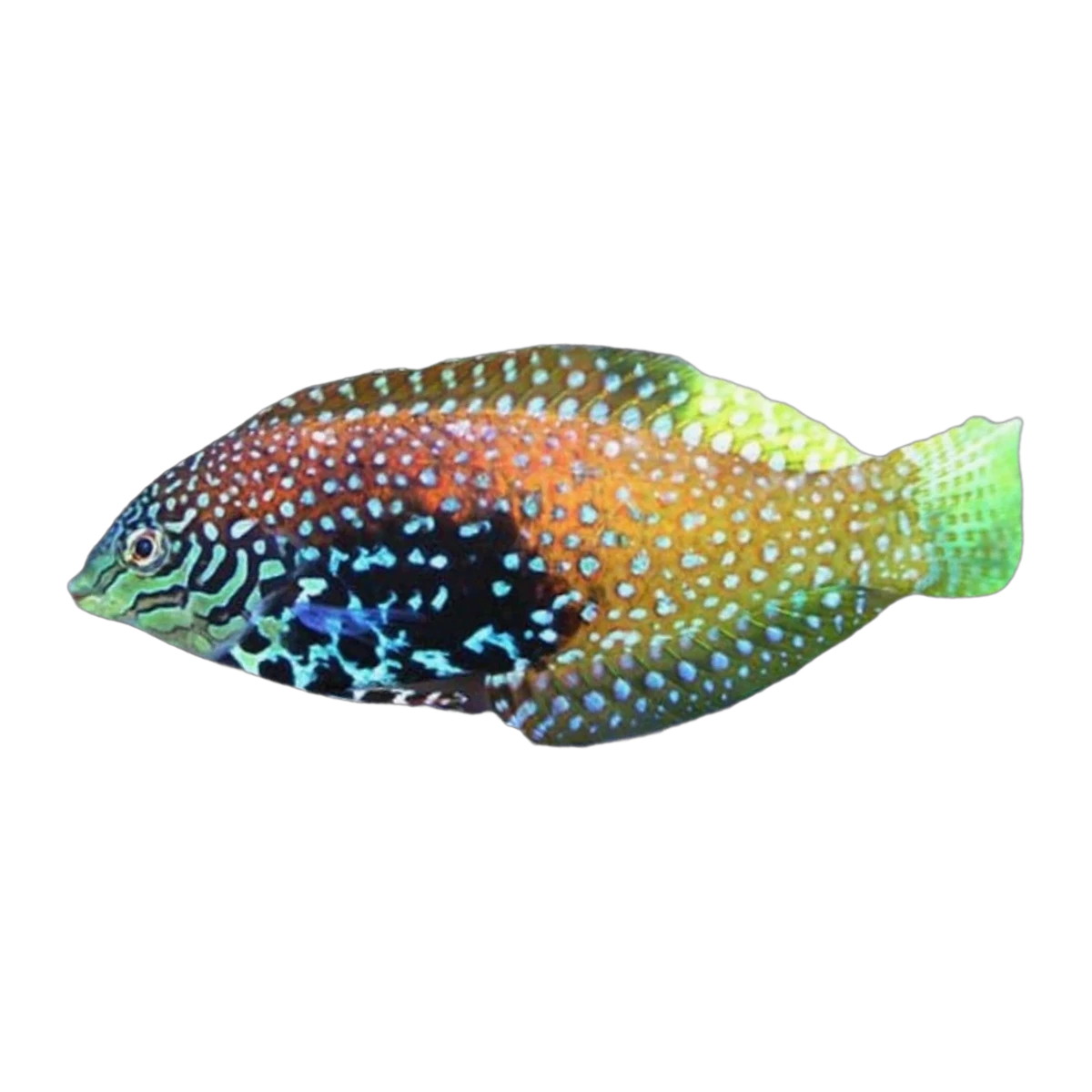 Bluestar Leopard Wrasse | Macropharyngodon bipartitus