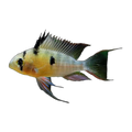 Bolivian Butterfly Ram (Mikrogeophagus altispinosus), side profile facing right