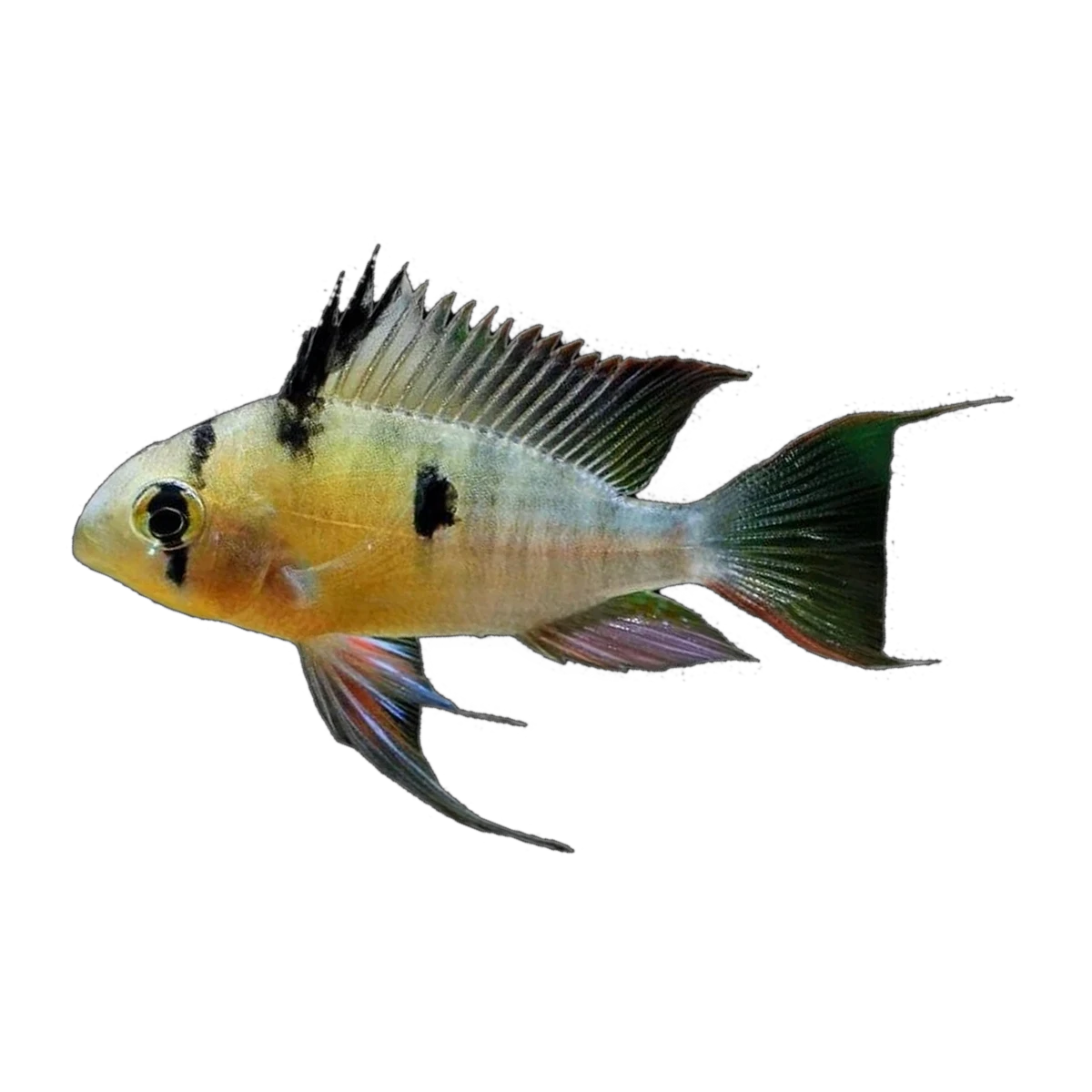 Bolivian Butterfly Ram (Mikrogeophagus altispinosus), side profile facing right
