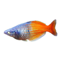 Bosemani Rainbowfish | Melanotaenia boesemani