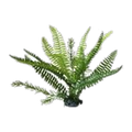 Boston Fern Upright L 30cm