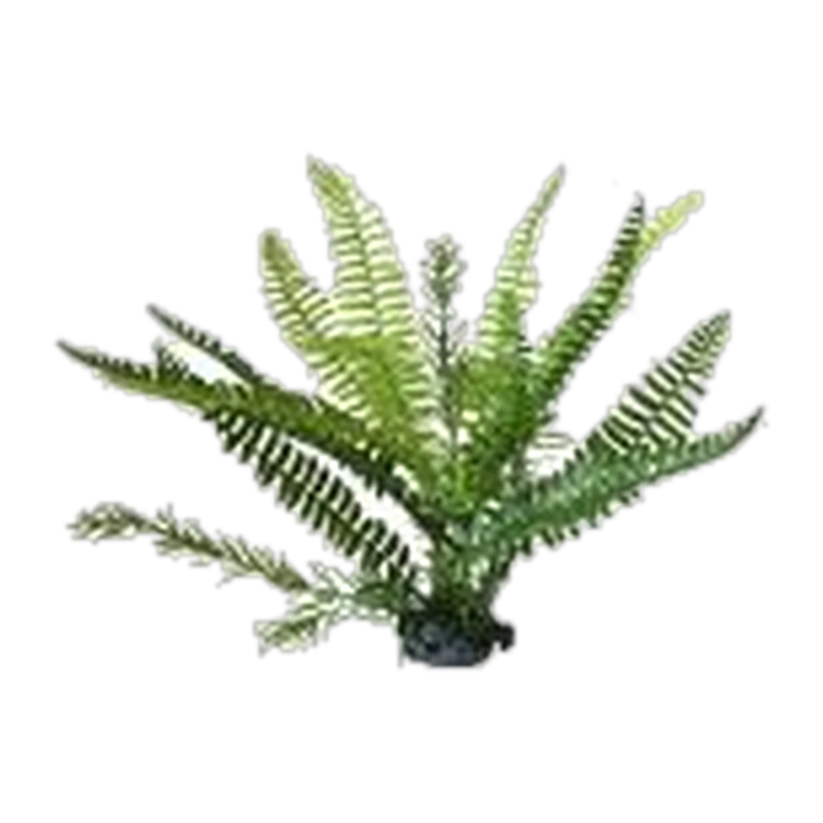 Boston Fern Upright L 30cm
