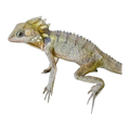 Boyds dragon | Lophosaurus boydii