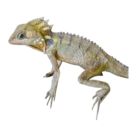 Boyds dragon | Lophosaurus boydii