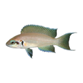 Brichardi Cichlid – Neolamprologus brichardi